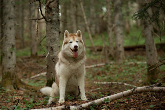 Portrait of free, wise and beautiful dog breed siberian husky sitting in the green forest.