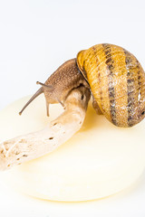 Cosmetics made with snail slime. Very healthy and organic products.
