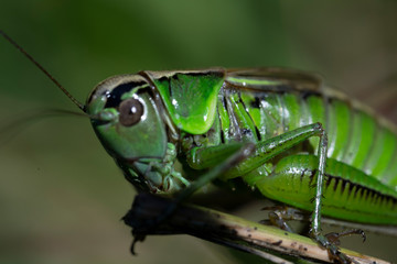 Macro photo of green grasshopper. Summer meadow with insect