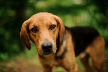 Concentrated brown ginger and black dog looking at the camera