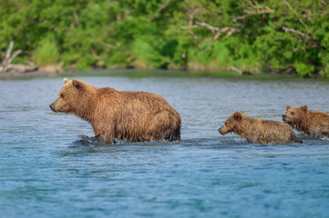 Ruling the landscape, brown bears of Kamchatka (Ursus arctos beringianus)