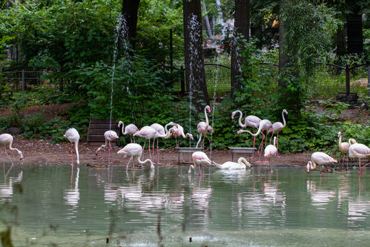 flock of beautiful pink flamingos in near the river