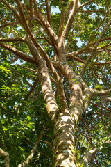 Fototapeta premium Centenary Tree