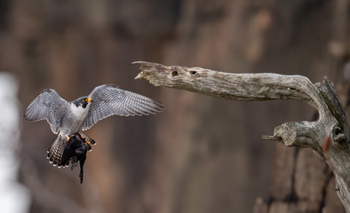 Peregrine Falcon 