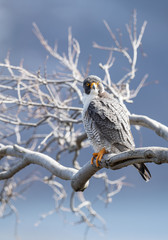 Peregrine Falcon 