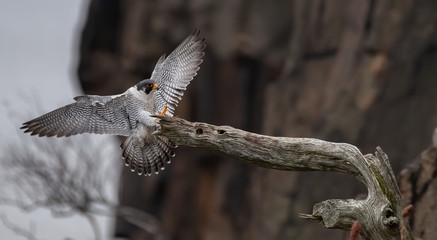 Peregrine Falcon 