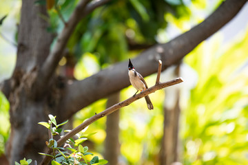 bird on branch