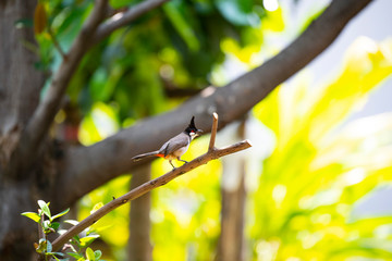 Red-whiskered bulbul