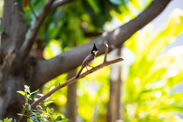 Red - whiskered bulbul