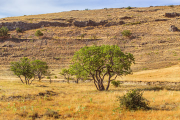 Landscape with a tree in front of a mountain
