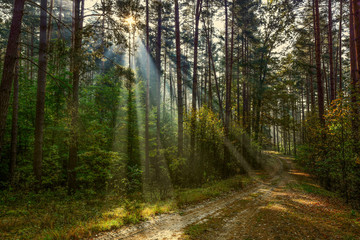 the sun's rays in the forest in Warmia