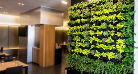 Living green wall, vertical garden indoors  in modern restaurant.