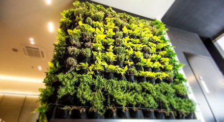 Living green wall, vertical garden indoors  in modern restaurant.