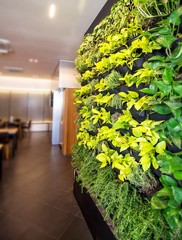 Living green wall, vertical garden indoors  in modern restaurant.