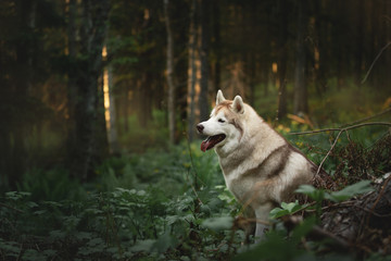 Beautiful and happy Siberian Husky dog sitting in the forest at golden sunset in spring