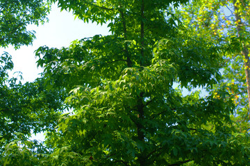 green leaves of a tree,branch, summer, trees, foliage, summer,naturel,green,