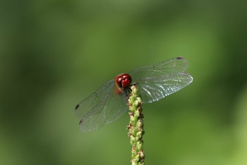 Libellule rouge de face