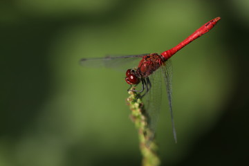 Libellule rouge sur fond vert