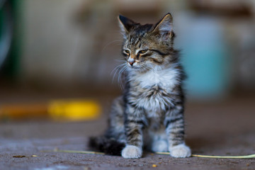 Portrait of a small kitten close-up with a strongly blurred background.