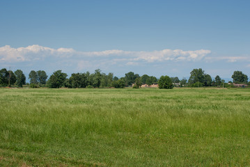 coltivazione di foraggi per animali