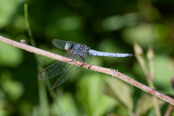 libellula su una pianta al sole estivo