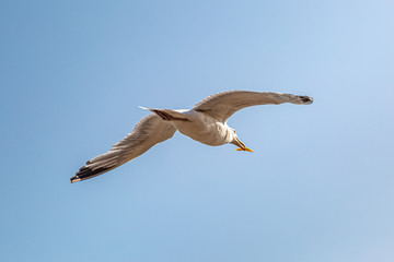 Looking up at a seagull in flight at the coast, with a chip  stolen from a tourist in his beak
