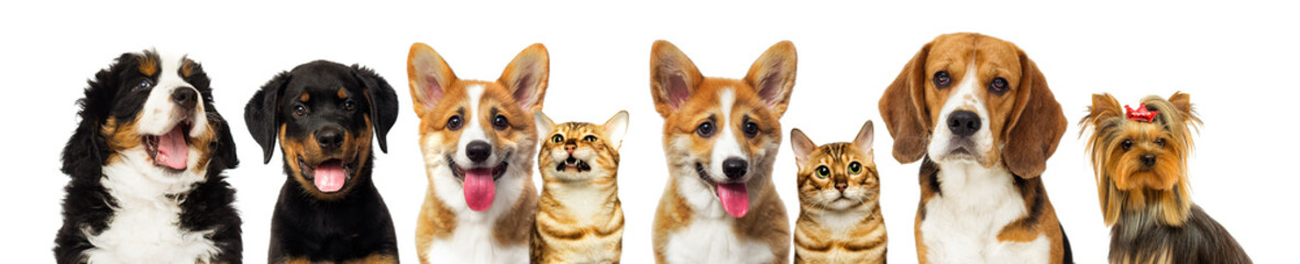 set of puppy and kitten watching together