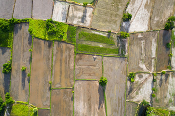 Aerial view of agriculture in rice fields to prepare planting.