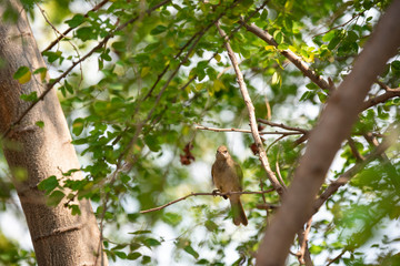 Streak - eared bulbul
