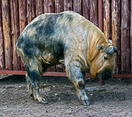 Young takin in its enclosure. Latin name - Budorcas taxicolor