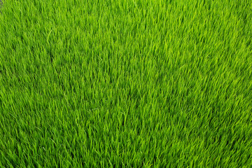 Bright green young rice sprout field, nature textured background. Green leaf of rice plant in rice field with sunlight, green rice field,Green grass on the earth, Closeup nature view of green leaf 