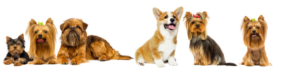 dog breed Yorkshire terrier and welsh corgi on a white background