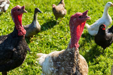 big turkey close up on farm, green grass 