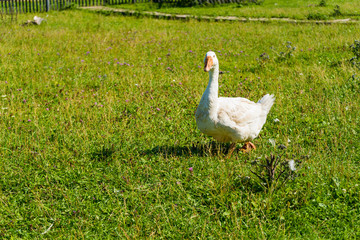 farm animal life. white beautiful geese on green grass in summer at the farm
