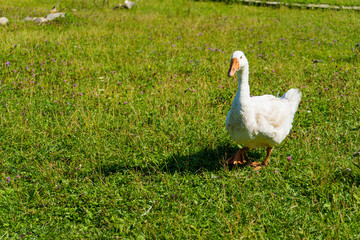 farm animal life. white beautiful geese on green grass in summer at the farm