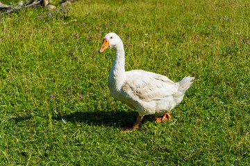 farm animal life. white beautiful geese on green grass in summer at the farm