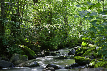 Wild River in the woods of the Ravennaschlucht