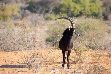 Portrait of a rare male sable antelope stallion. Okonjima, Namibia.