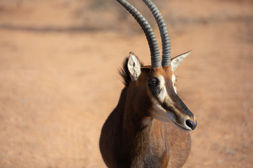 Portrait of a rare young female sable antelope. Okonjima, Namibia.
