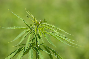 Hemp Plantation (cannabis) Closeup of a hemp plant