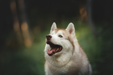 Beautiful and happy Siberian Husky dog sitting in the forest at golden sunset in spring