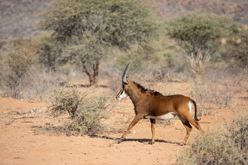 Portrait of a rare young female sable antelope. Okonjima, Namibia.