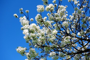white flowers of cherry tree in spring