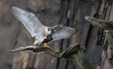 Peregrine Falcon in New Jersey 