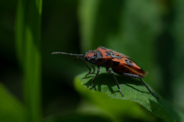 Macro photo of insect. Firebug, Pyrrhocoris apterus.