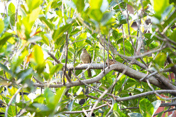 Streak - eared bulbul