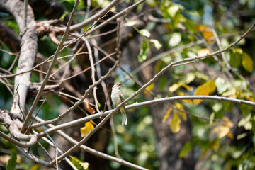 Streak - eared bulbul