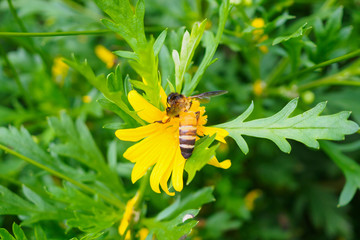 Honey bee pollinate yellow flowers