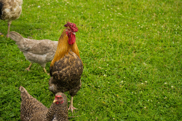 Beautiful big rooster summer on farm 