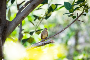 Streak - eared bulbul